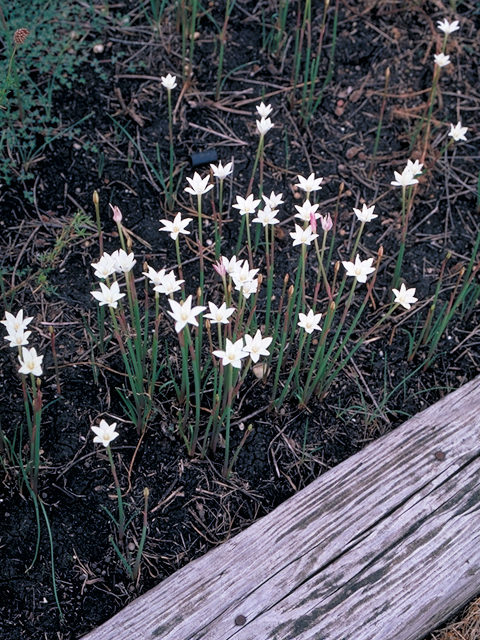 Cooperia drummondii (Evening rain lily) #18294
