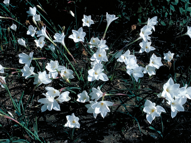 Cooperia pedunculata (Hill country rain lily) #18296