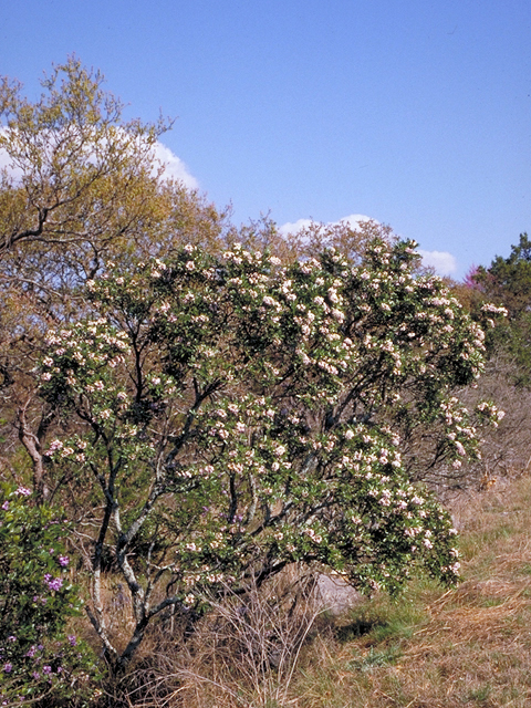 Sophora secundiflora (Texas mountain laurel) #18298