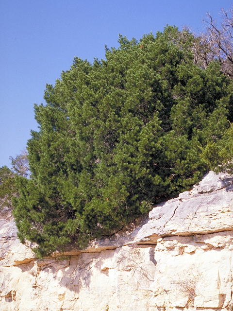 Pinus cembroides (Mexican pinyon) #18303
