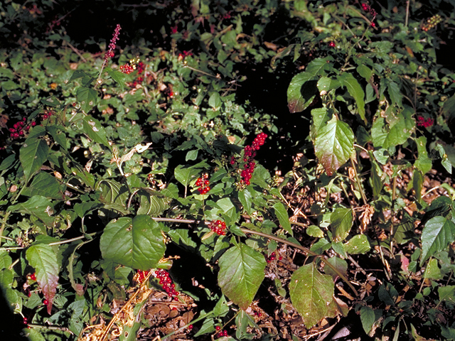 Rivina humilis (Pigeonberry) #18308