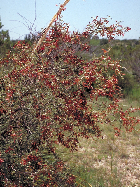 Vachellia rigidula (Blackbrush acacia) #18312