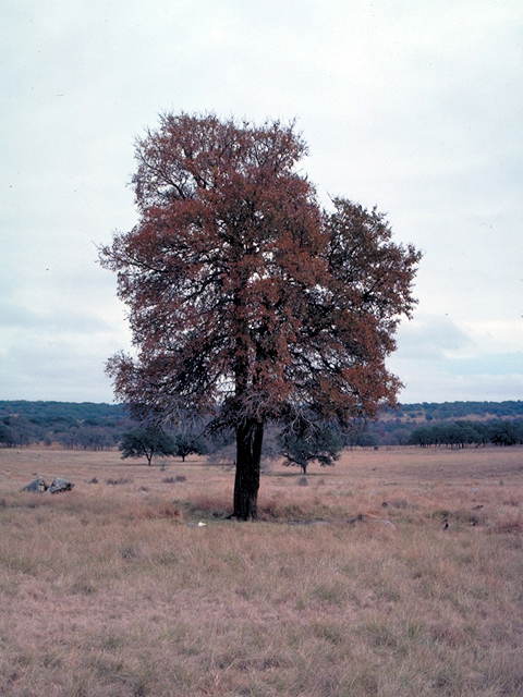 Ulmus crassifolia (Cedar elm) #18313