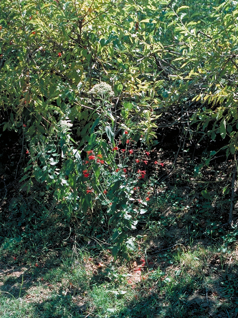 Salvia coccinea (Scarlet sage) #18327