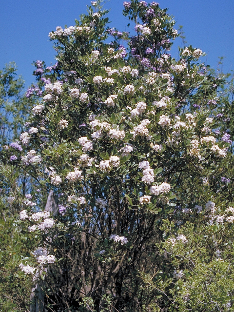 Sophora secundiflora (Texas mountain laurel) #18482
