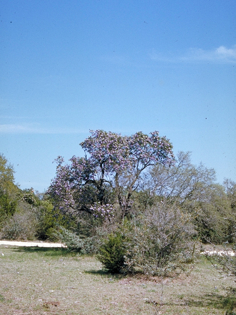 Sophora secundiflora (Texas mountain laurel) #18483