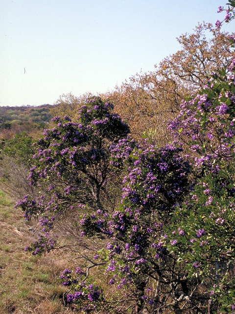 Sophora secundiflora (Texas mountain laurel) #18488
