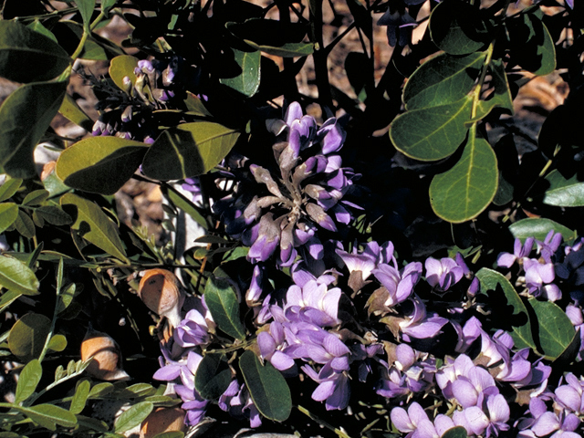 Sophora secundiflora (Texas mountain laurel) #18490