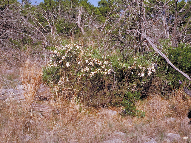 Sophora secundiflora (Texas mountain laurel) #18492