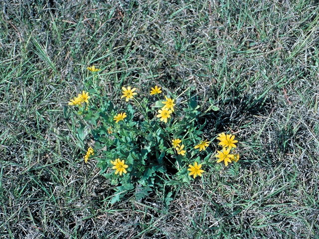 Engelmannia peristenia (Engelmann's daisy) #18524