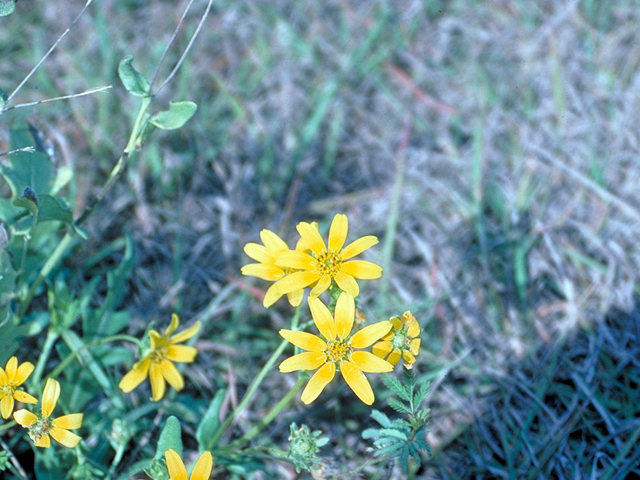 Engelmannia peristenia (Engelmann's daisy) #18525