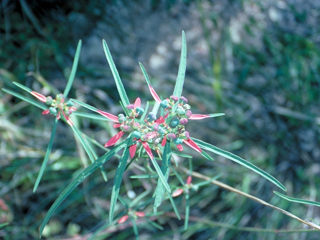Euphorbia cyathophora (Wild poinsettia) #18534