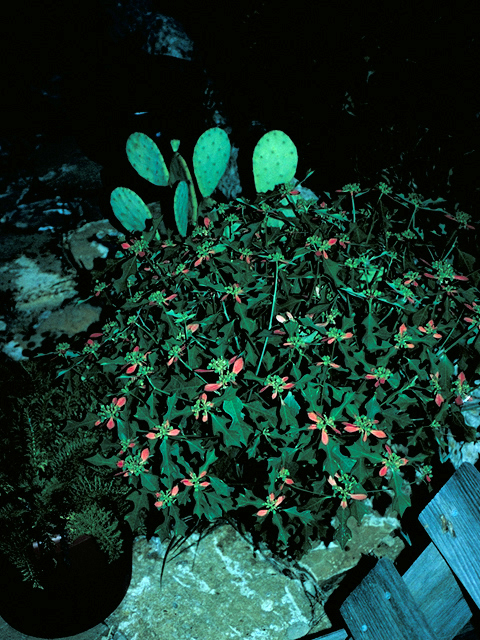 Euphorbia cyathophora (Wild poinsettia) #18543