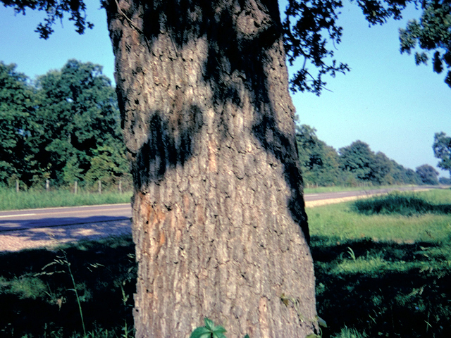 Quercus stellata (Post oak) #18594