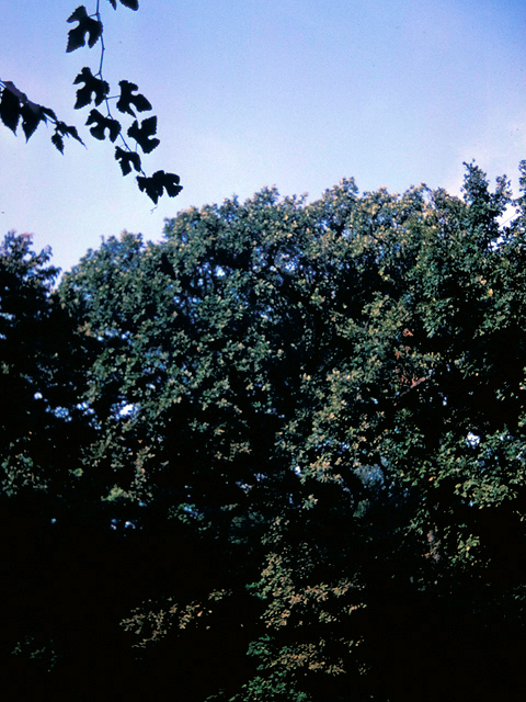Quercus macrocarpa (Bur oak) #18597