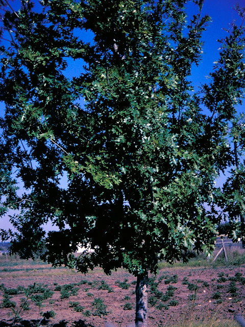 Quercus shumardii (Shumard oak) #18603