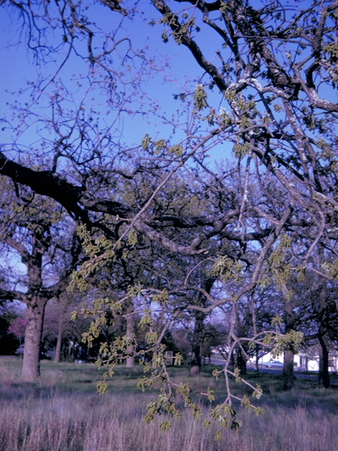 Quercus stellata (Post oak) #18605