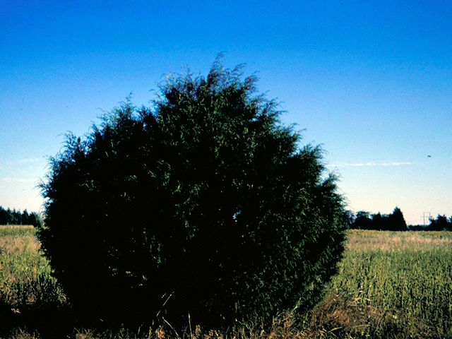 Juniperus virginiana (Eastern red cedar) #18609