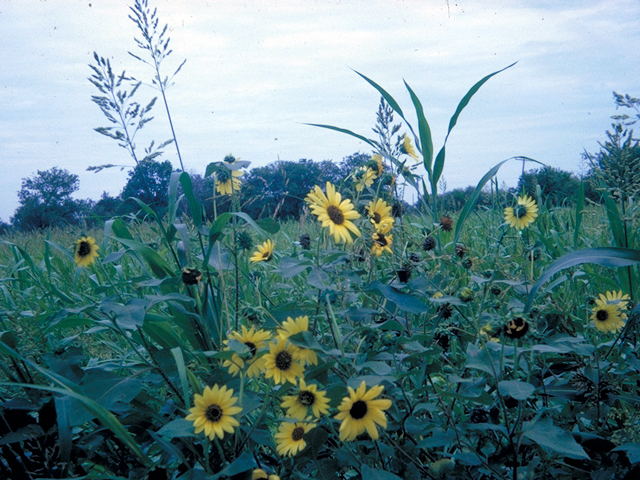 Helianthus annuus (Common sunflower) #18618