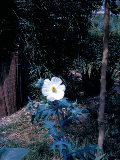 Argemone albiflora (Bluestem pricklypoppy) #18619