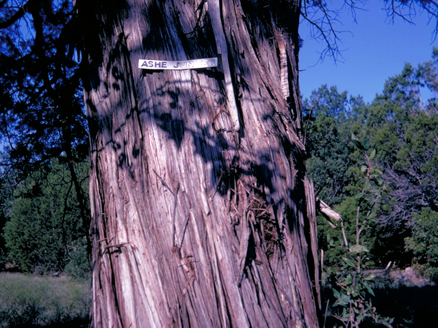 Juniperus ashei (Ashe juniper) #18623