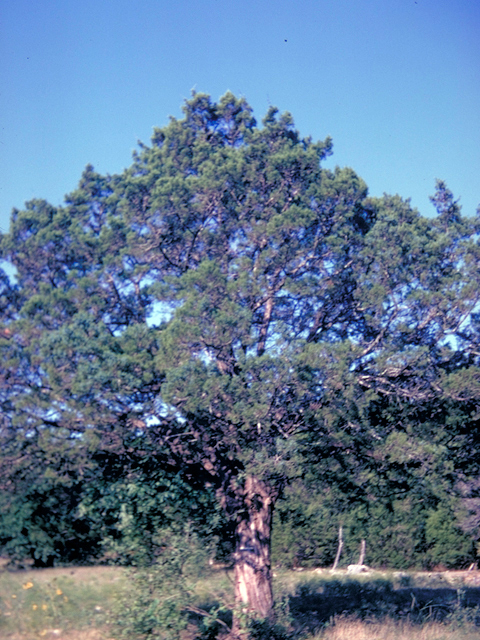 Juniperus virginiana (Eastern red cedar) #18624