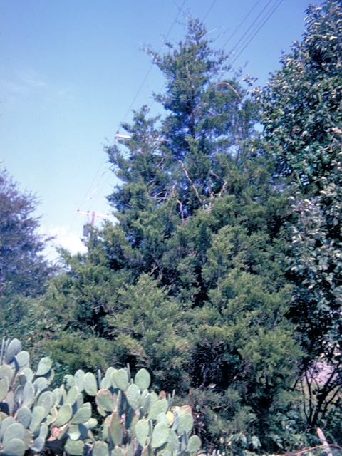 Juniperus virginiana (Eastern red cedar) #18625