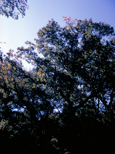 Quercus macrocarpa (Bur oak) #18629