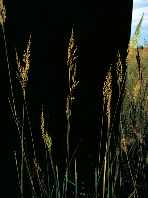 Sorghastrum nutans (Indiangrass) #18655