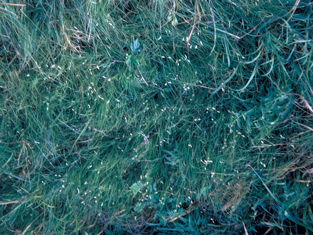 Bouteloua dactyloides (Buffalograss) #18656