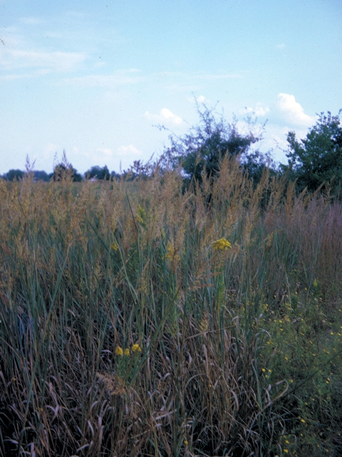 Sorghastrum nutans (Indiangrass) #18657