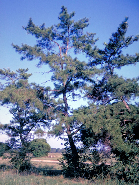 Pinus echinata (Shortleaf pine) #18666