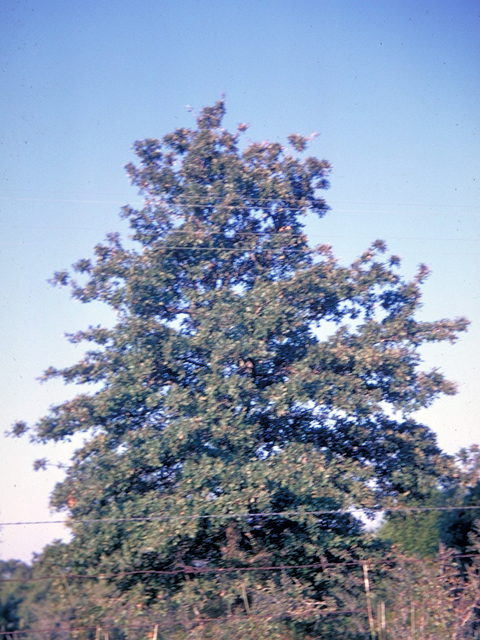 Quercus stellata (Post oak) #18671