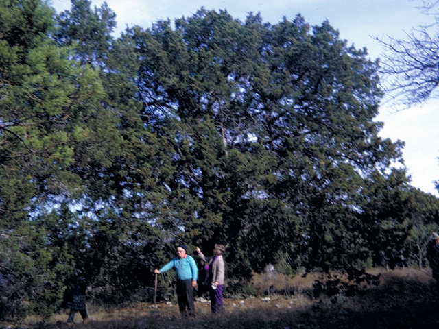Juniperus ashei (Ashe juniper) #18673