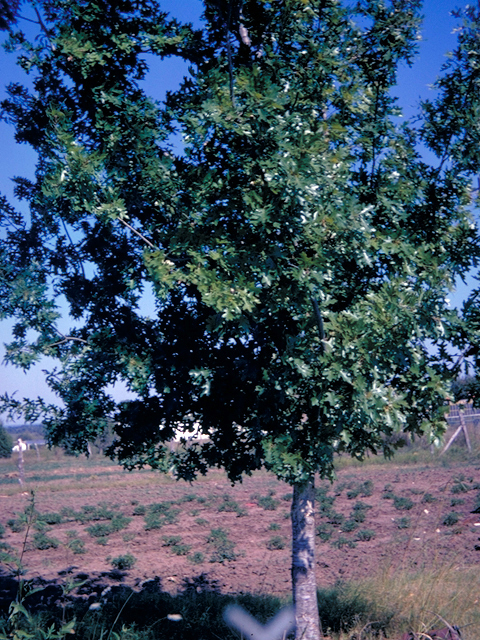 Quercus shumardii (Shumard oak) #18676