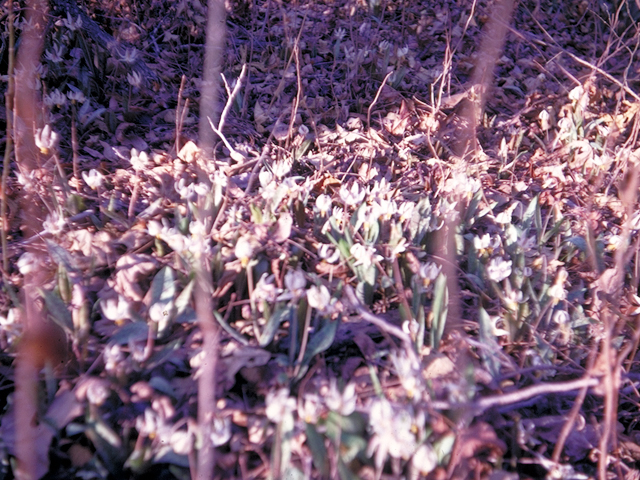 Erythronium albidum (White troutlily) #18711