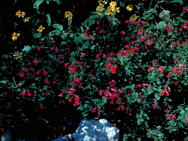Salvia coccinea (Scarlet sage) #18716