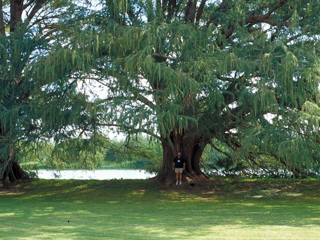 Taxodium mucronatum (Montezuma bald cypress) #18752
