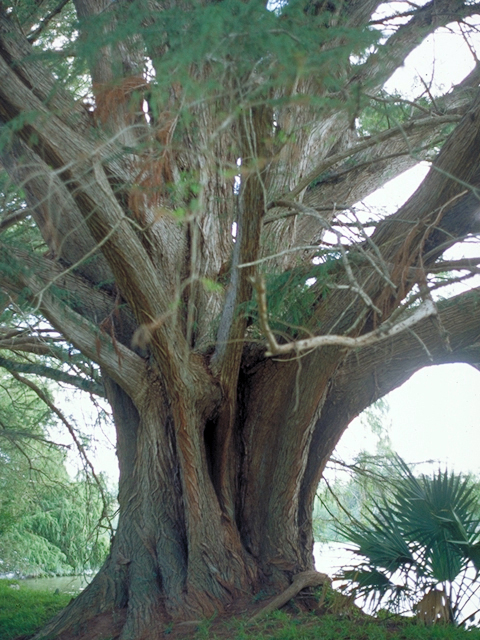 Taxodium mucronatum (Montezuma bald cypress) #18753