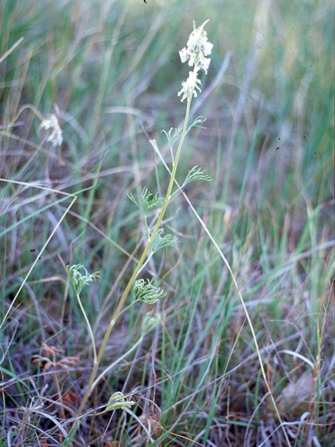 Dalea candida (White prairie clover) #18765