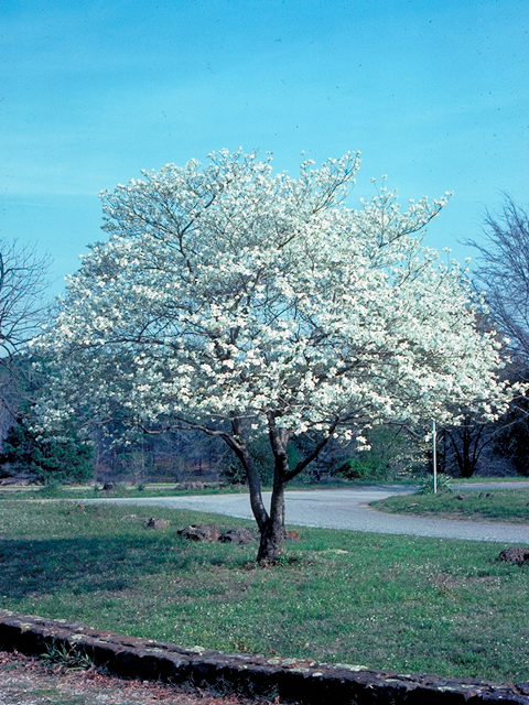 Cornus florida (Flowering dogwood) #17759