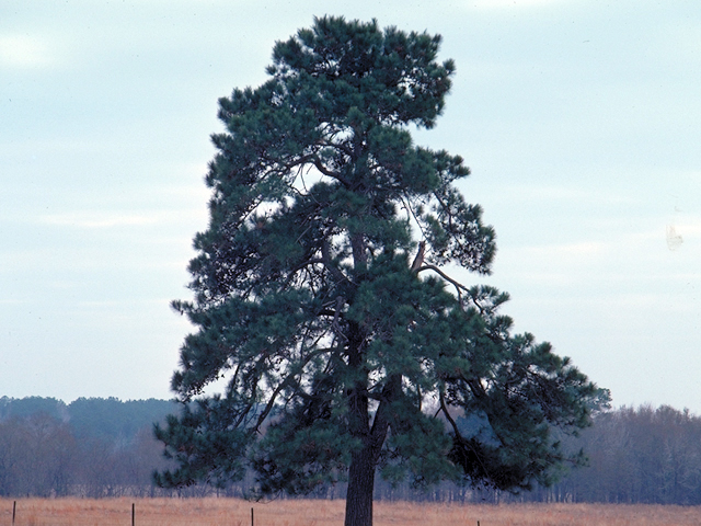 Pinus taeda (Loblolly pine) #17763