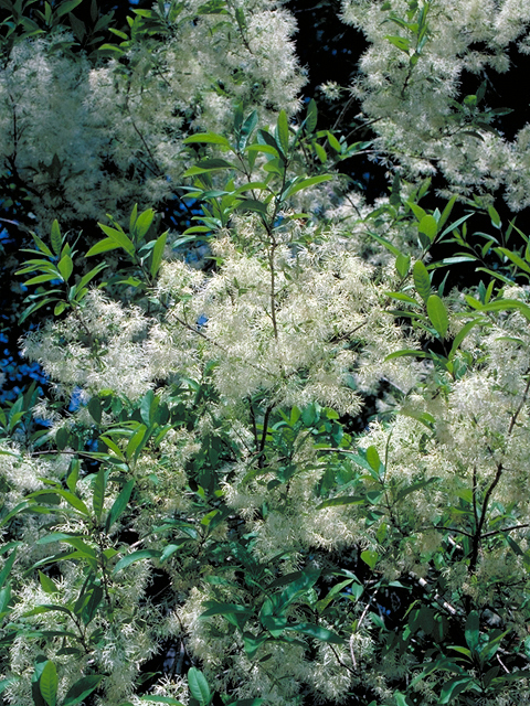 Chionanthus virginicus (White fringetree) #17770