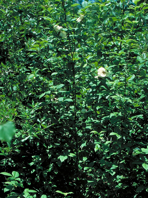 Stewartia malacodendron (Silky camellia) #17774
