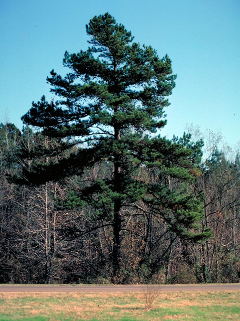 Pinus echinata (Shortleaf pine) #17780