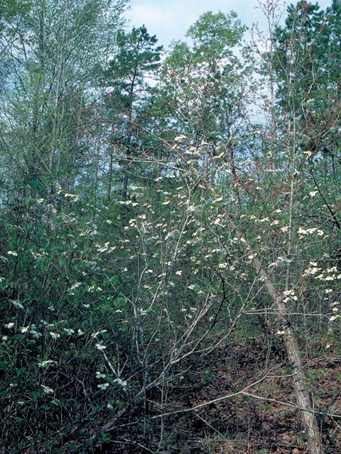Cornus florida (Flowering dogwood) #17781