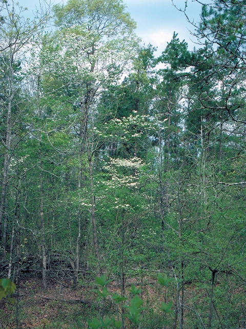 Cornus florida (Flowering dogwood) #17782
