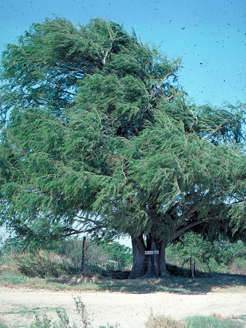 Taxodium mucronatum (Montezuma bald cypress) #17786