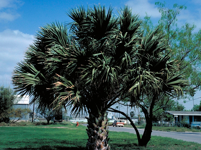 Sabal mexicana (Texas palm) #17794