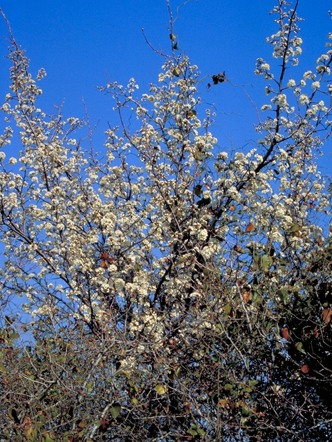 Prunus mexicana (Mexican plum) #17801